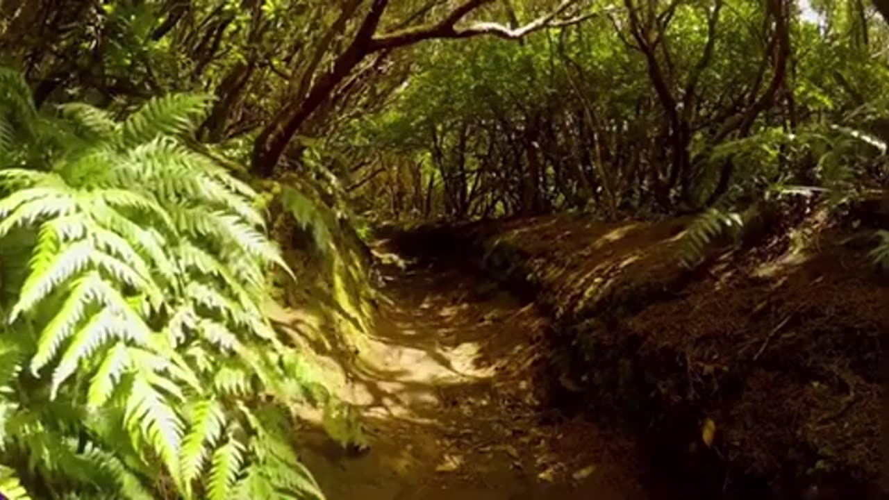 Relaxing music | nature videography | forest view