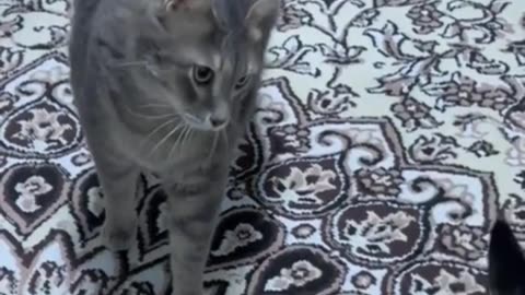 Funny Animals
