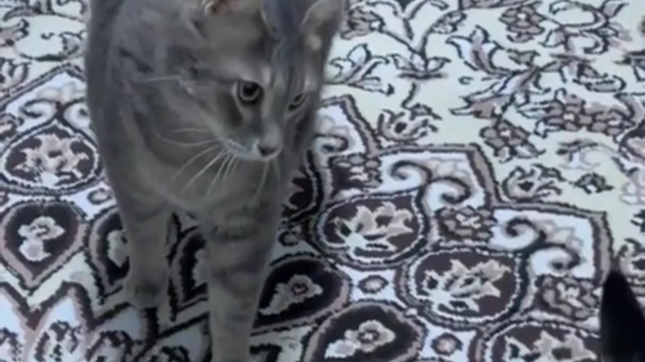 Funny Animals