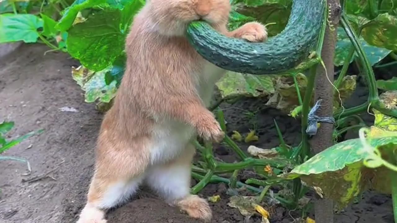 The little rabbit steals cucumbers from the cucumber field