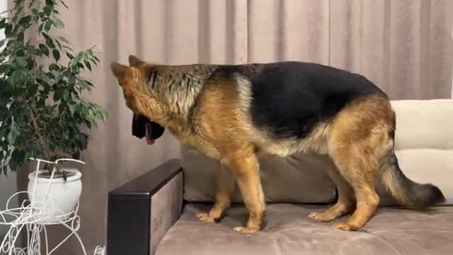 Lazy German Shepherd is not trying to find his human Mom [Hide and Seek]