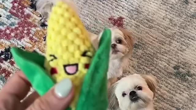 The babies love corn 🌽