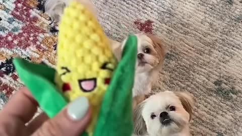 The babies love corn 🌽