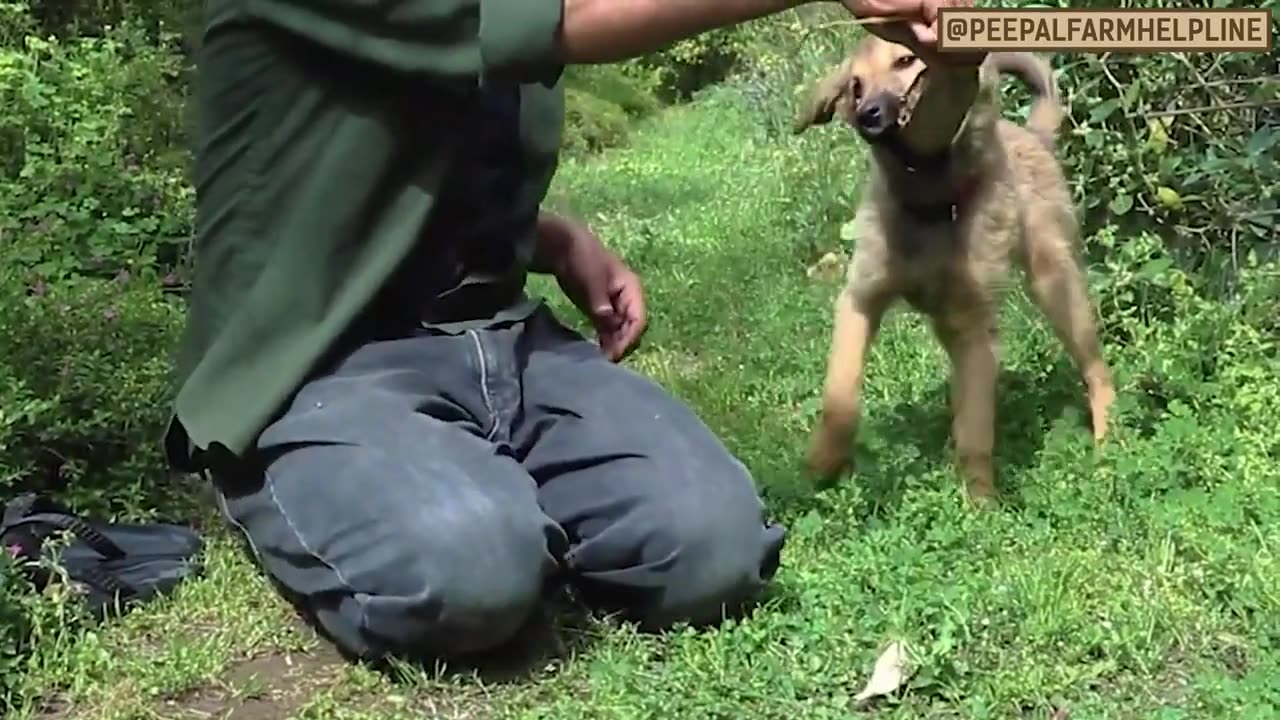 Apne dog ke bite karne ki aadat ko kaise rokein