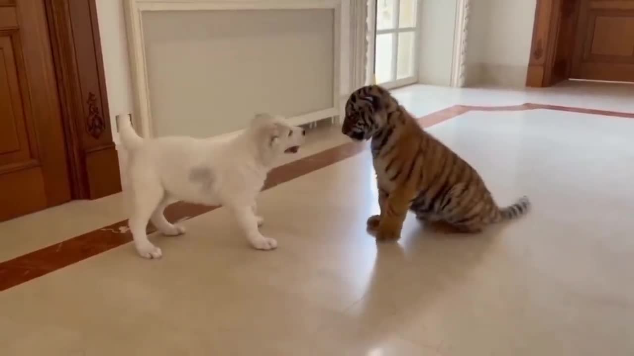 dog vs baby tiger