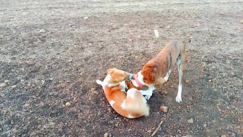 Dogs are playing | dogs videos