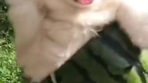 Funny Dog | Funny Animals