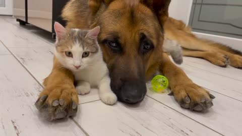 The German Shepherd is the Best Friend for Cats