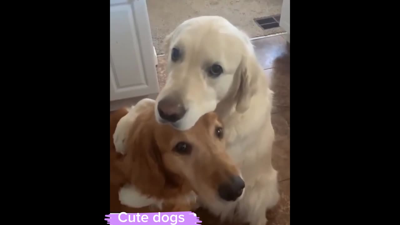 Cute Animal Video One Dog Said Sorry to Other Dog