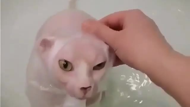 A cat playing with water.