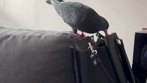 The Pigeon Purse Thief