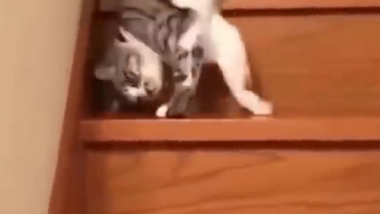 Cat after drinking whole bottle of vodka slipping down from stairs