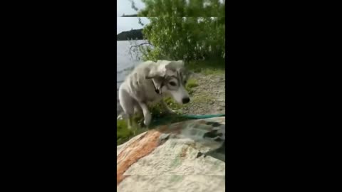 Funniest Animals 2023 - Funniest Cats and Dogs - Part 20/Happyy Pett