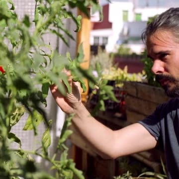 🌱💧 Hydroponics Vs. Soil: Nutritional Battle! 💪🍅