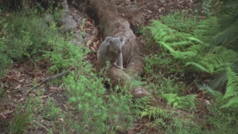 The Bear on the Trunk