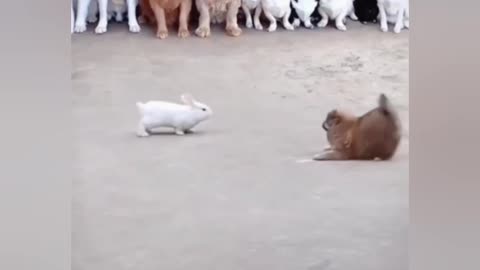 Funny fight between Rabbit and Dog