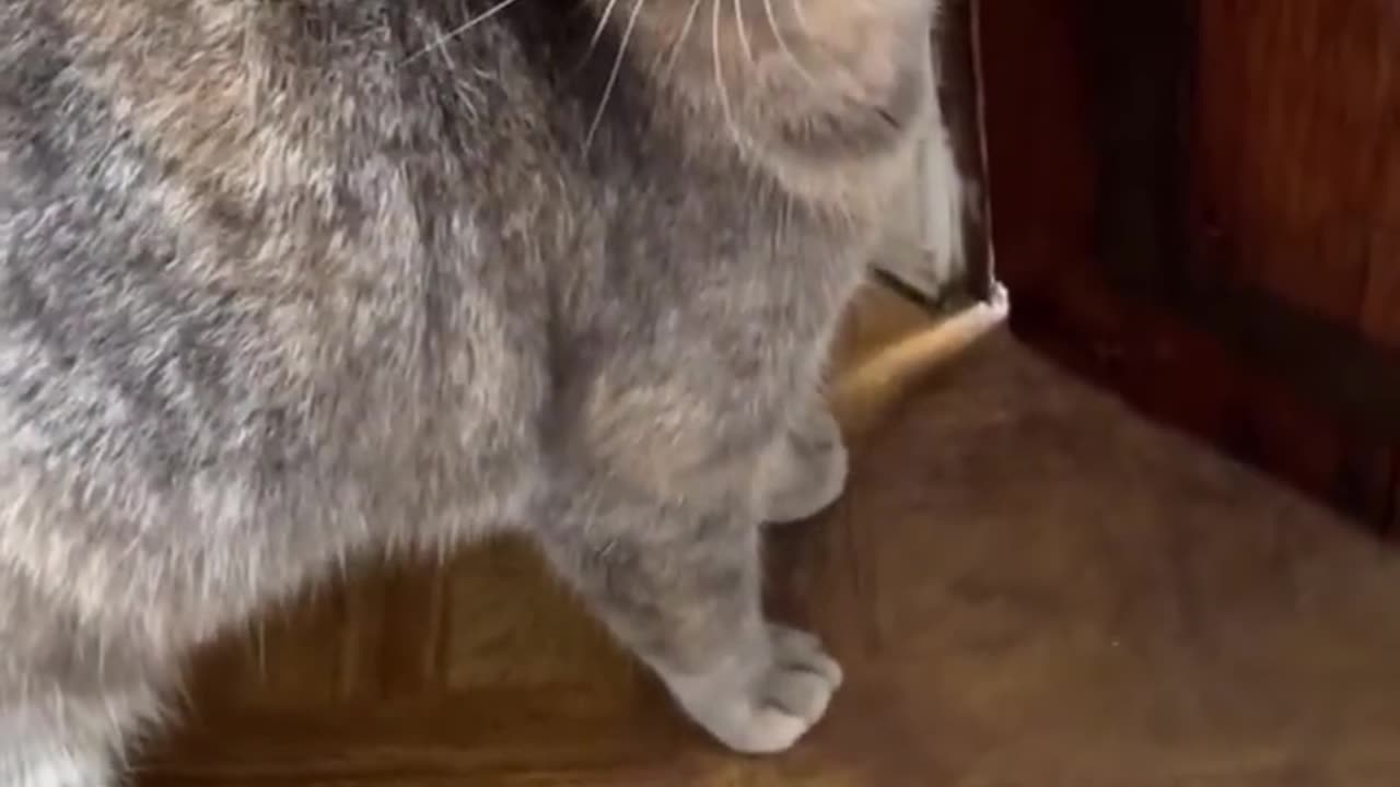 Sounds that attract a cat