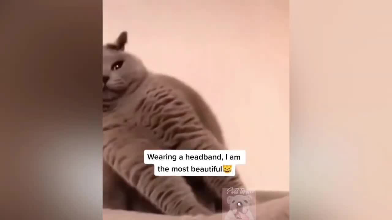 TRY NOT TO LAUGH IN 2021 Funny 🐈 Cat Video and 🐕 Dog