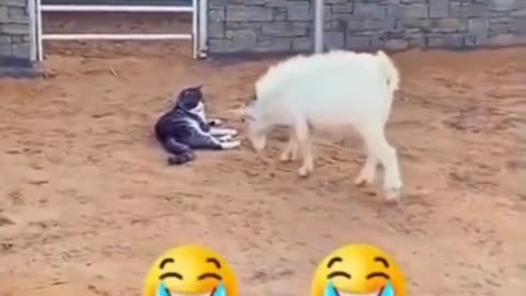 Funny animal vedio😅😅😅