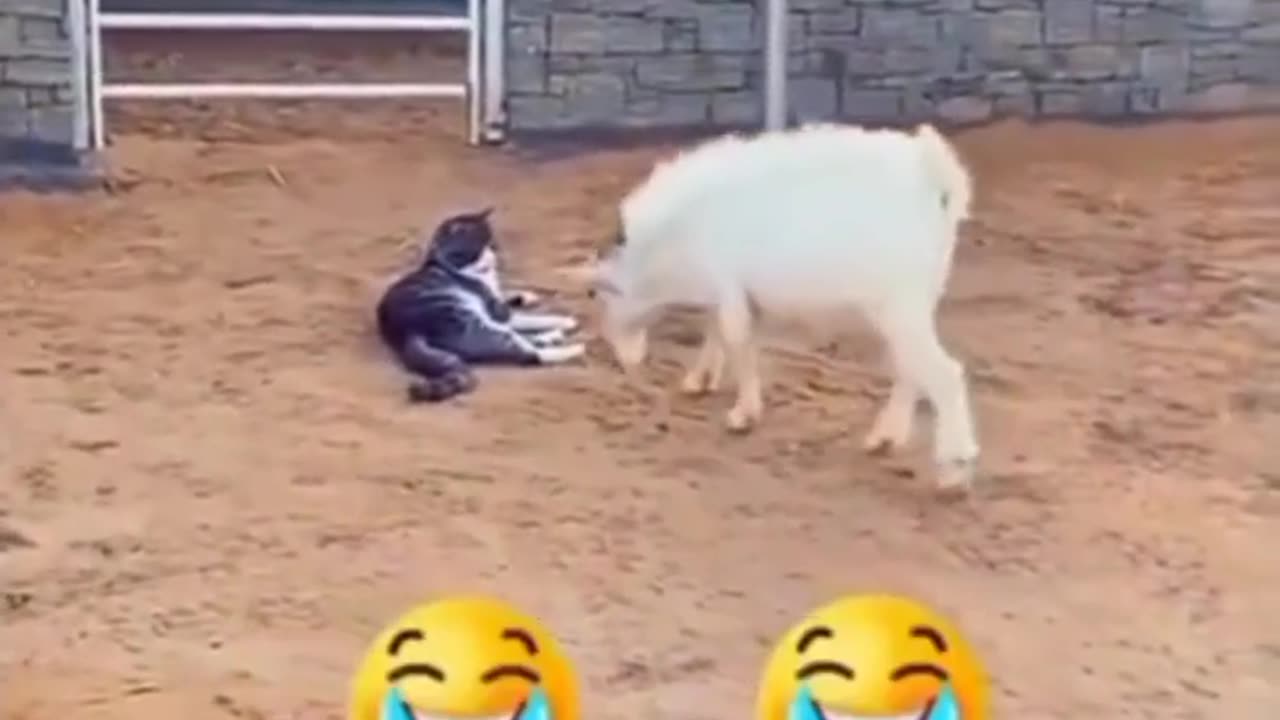 Funny animal vedio😅😅😅