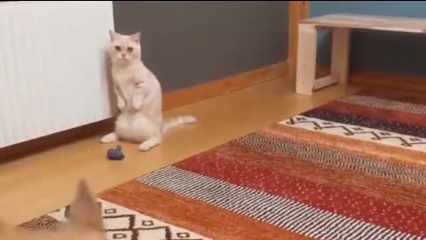 Animal Antics