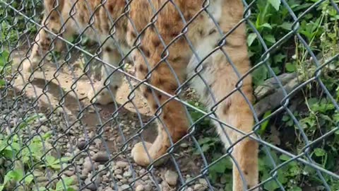 Getting close to a Lynx