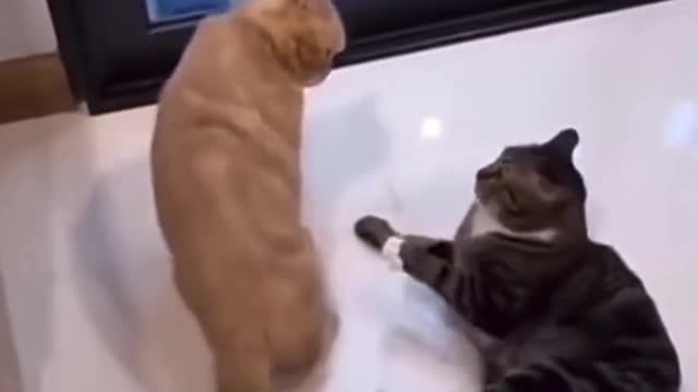 cat
