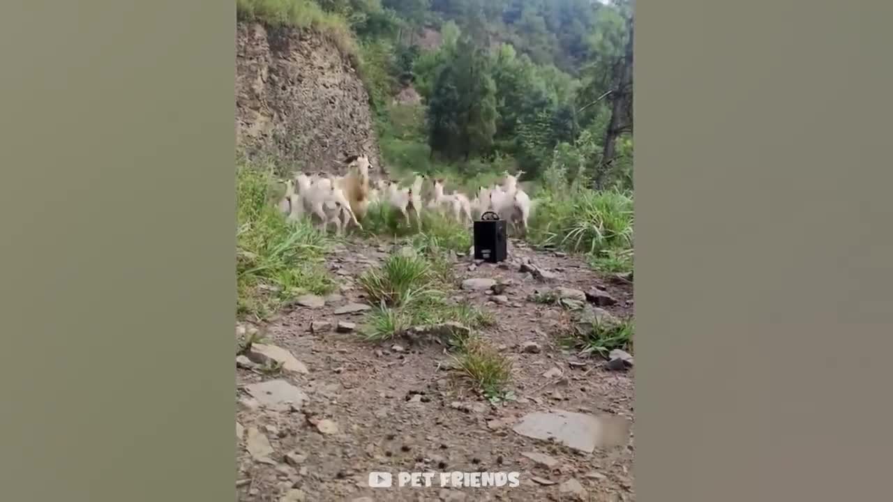 Funniest Cats, Dogs And Other Animals - OMG So Cute 🐱🐶