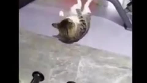 Cats and Dogs funny vidéos