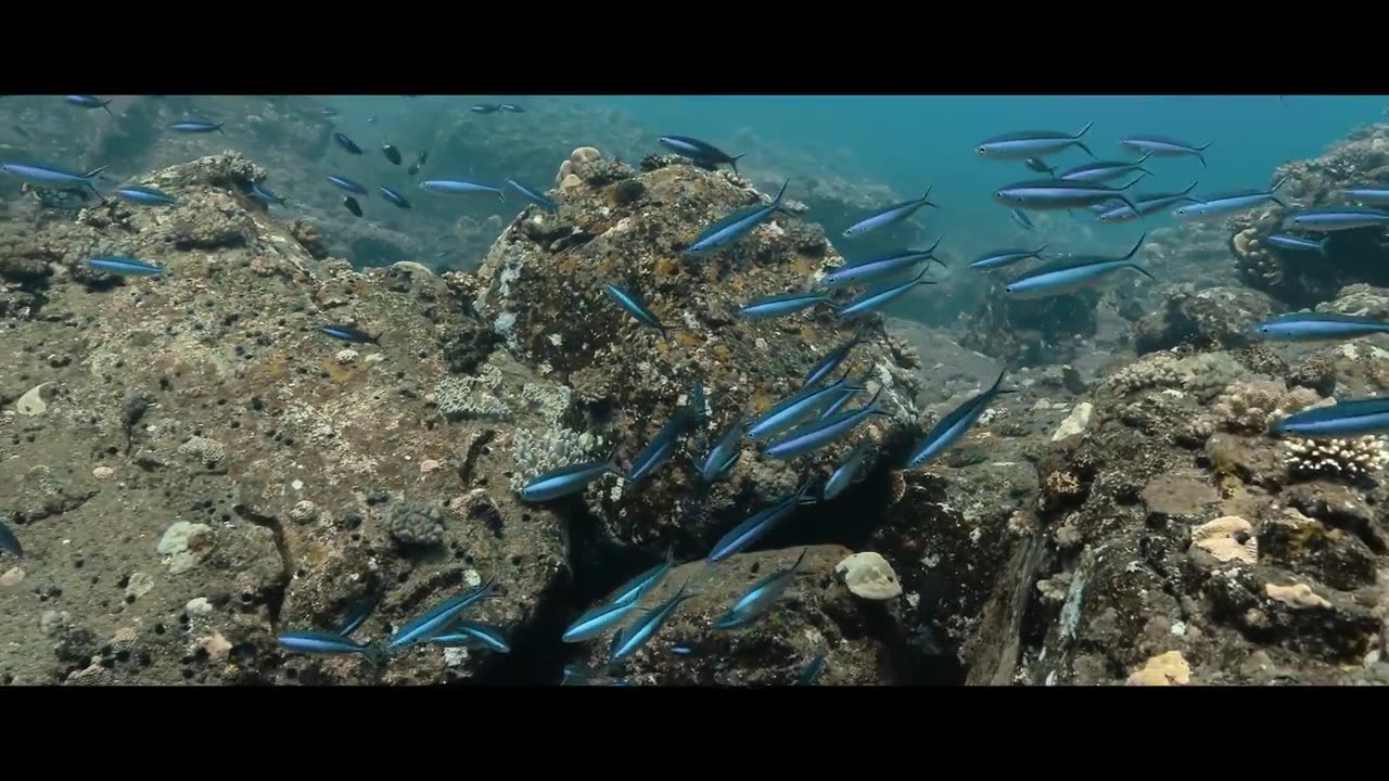 UNDERWATER, FISH. TURTLE