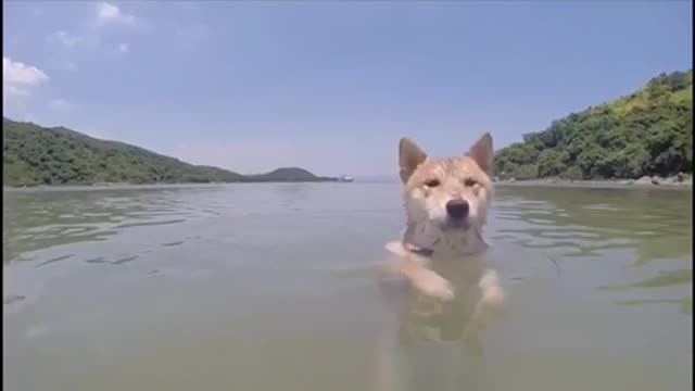 Chiko standing and walking in the sea