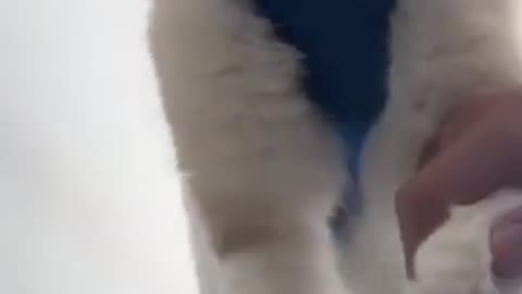 Funny Cat videos 😺