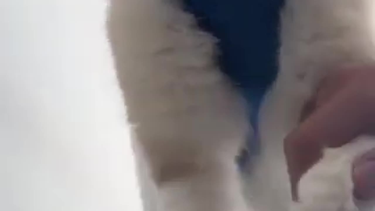 Funny Cat videos 😺