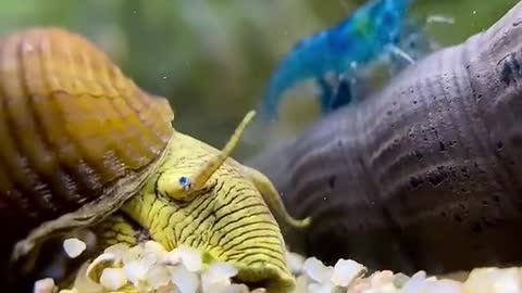 I never really thought snails could be cute but here we are