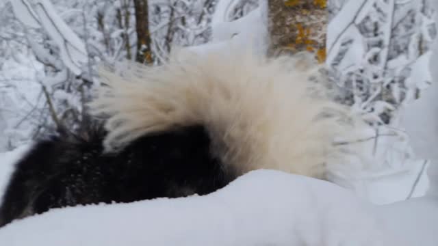 Husky playing in sno