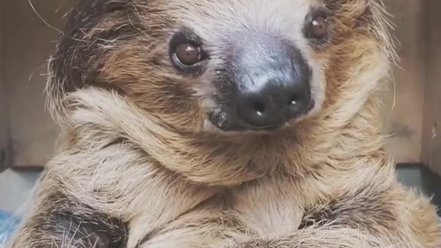 cute sloth 4.30AM