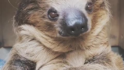 cute sloth 4.30AM