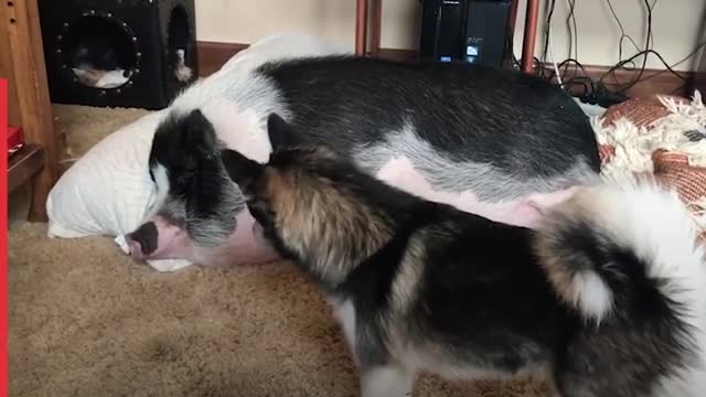 Animals can form the unlikeliest of friendship