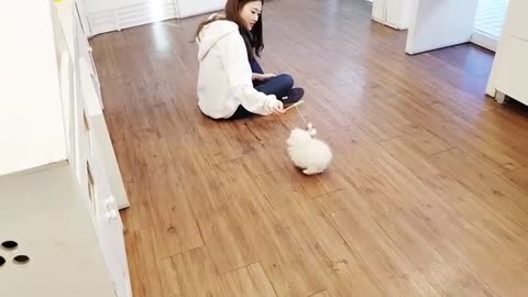 A really pretty princess Pomeranian white pom lovely and cutest puppy #cat #cats #funny