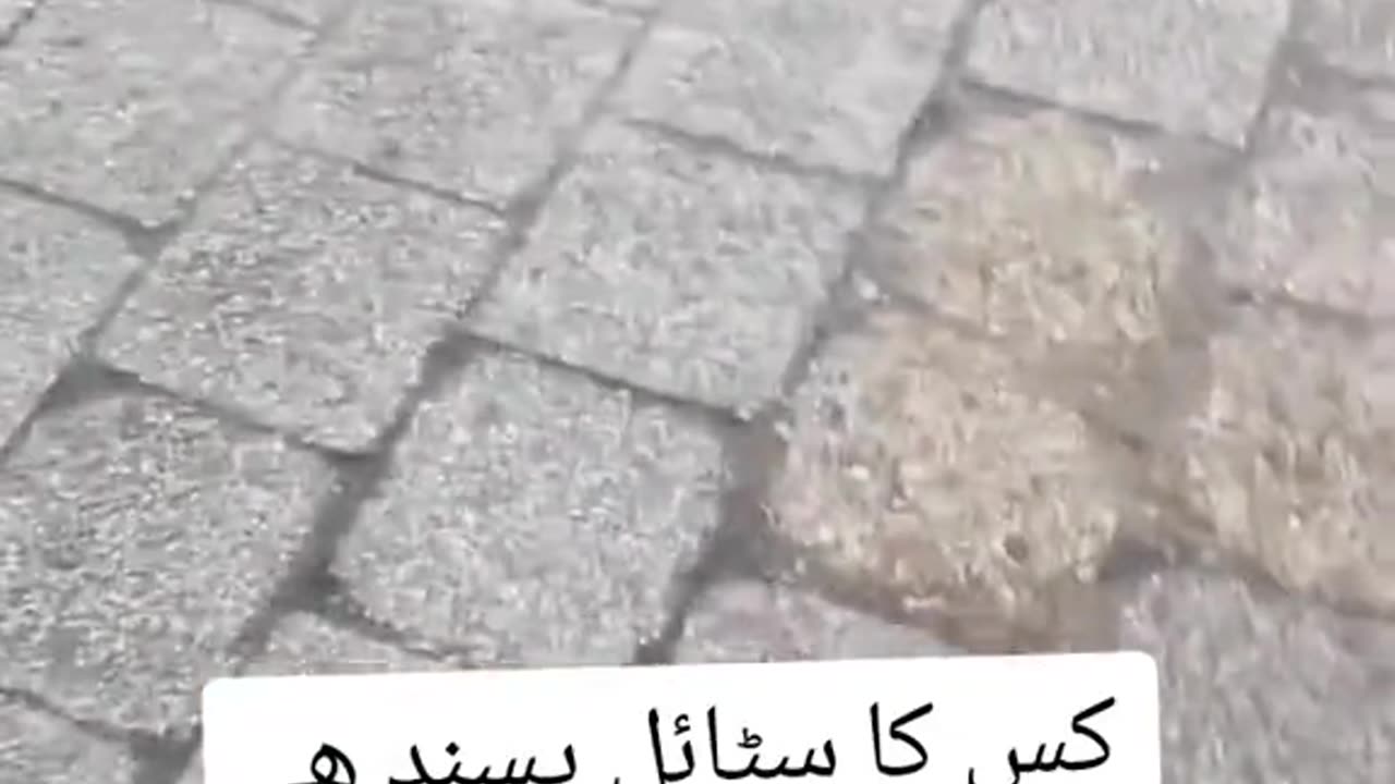Funny video