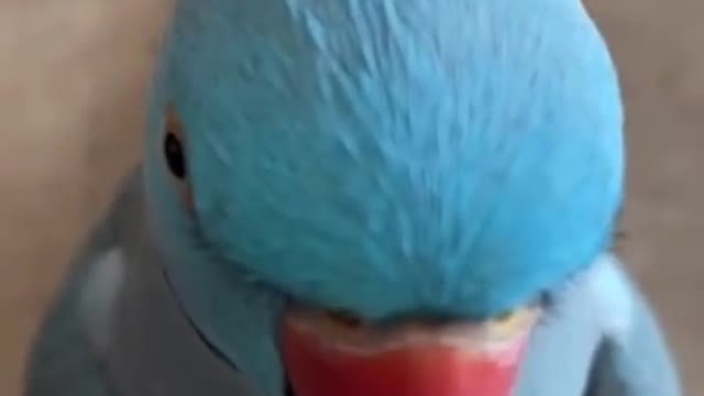 Funny Parrots Compilation