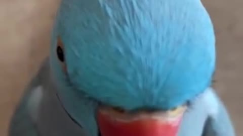 Funny Parrots Compilation