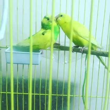 A pair of lovebirds caressing each other before mating period