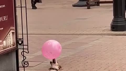 This dog is happy playing with a ballon