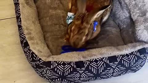 My rabbit doesn't like scissors