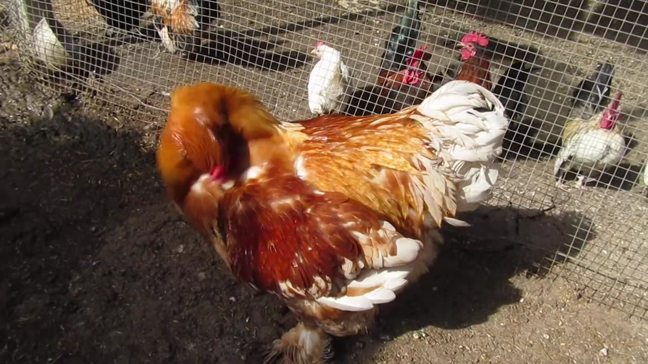 Mexican Speckled quails (3)