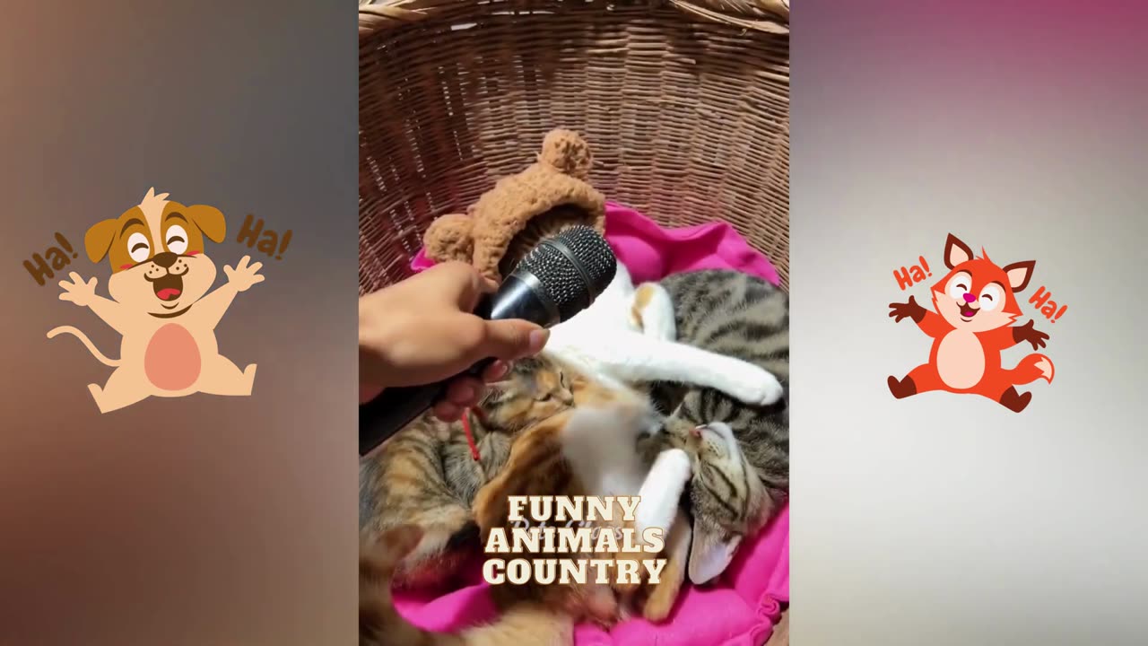 Funny Animal Videos