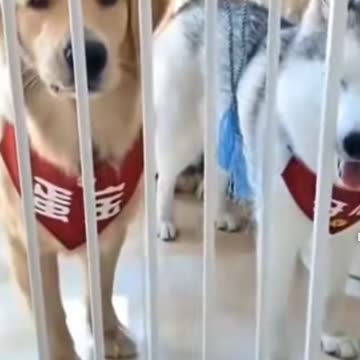 Funny dog cake prank on dogs