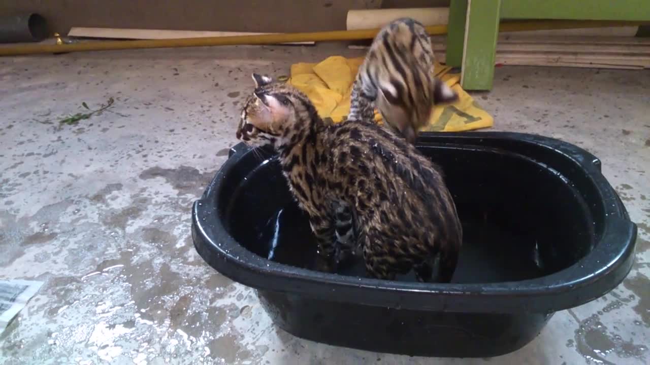 Asian leopard cat playing