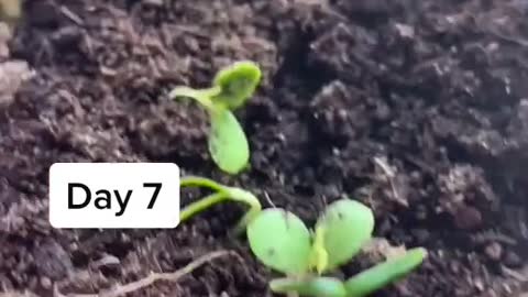 Apple tree from seed